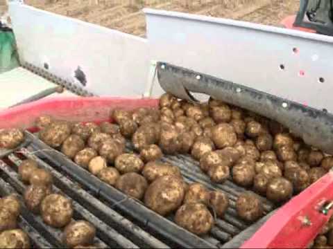 Thu hoạch khoai tây
