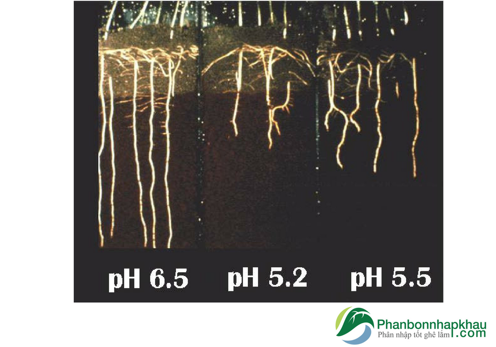 Phân bón đạm ảnh hưởng pH của bộ rễ